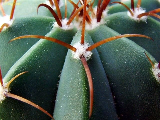 Melocactus _glaucescens _GC525.01 _03
